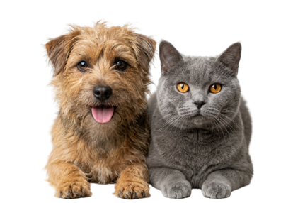 DogCat 1